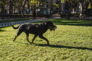 Köpekler parkta mutlu oynuyorlar.