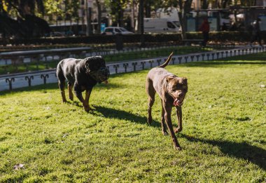 Köpekler parkta mutlu oynuyorlar.