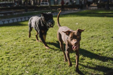Köpekler parkta mutlu oynuyorlar.
