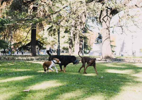 Perros Jugando Felices Parque — Foto de Stock