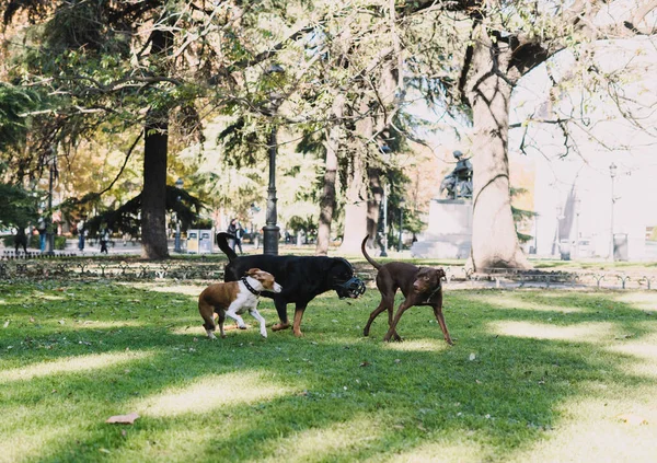 Köpekler parkta mutlu oynuyorlar.