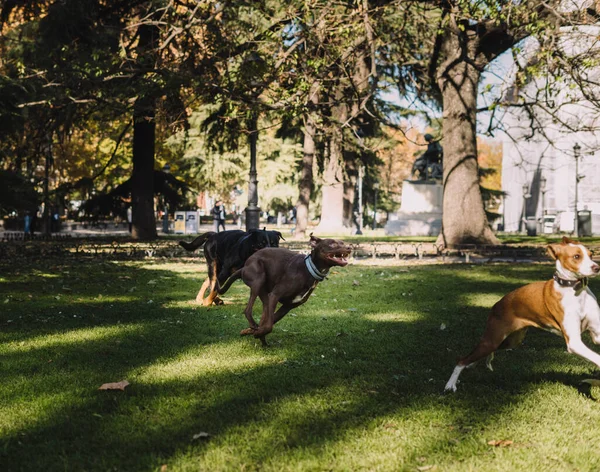 Köpekler parkta mutlu oynuyorlar.