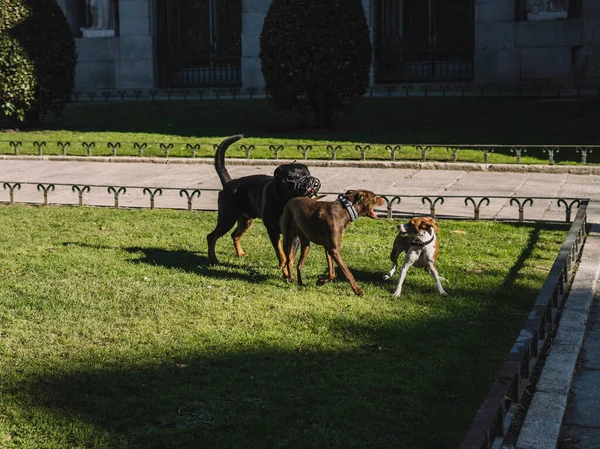 Hunde Spielen Fröhlich Park — Stockfoto