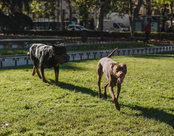 Köpekler parkta mutlu oynuyorlar.