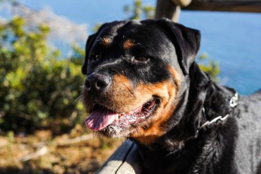 Tehlikeli bir cins Rottweiler köpeği ağızlık takmadan yürüyor.