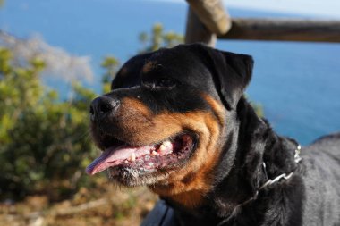 Tehlikeli bir cins Rottweiler köpeği ağızlık takmadan yürüyor.