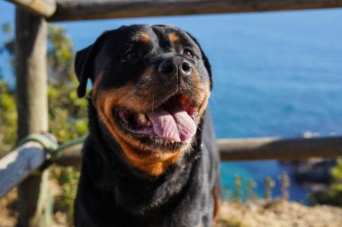 Tehlikeli bir cins Rottweiler köpeği ağızlık takmadan yürüyor.