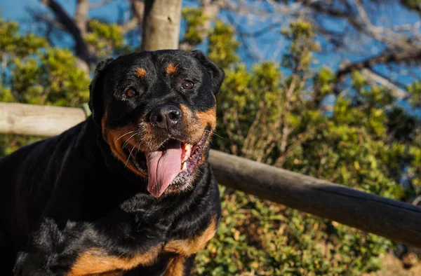 Rottweiler Chien Une Race Dangereuse Marchant Sans Muselière — Photo