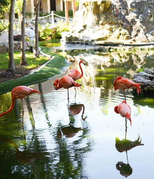 Family Pink Flamingos Enjoying Natural Pond — Stock Photo, Image