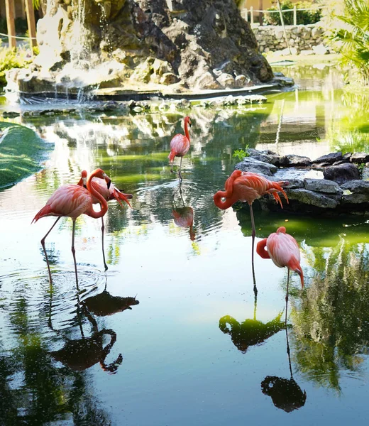 Rodzina Różowych Flamingów Ciesząca Się Naturalnym Stawem — Zdjęcie stockowe