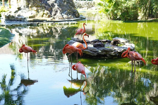 Uma Família Flamingos Cor Rosa Desfrutando Uma Lagoa Natural — Fotografia de Stock