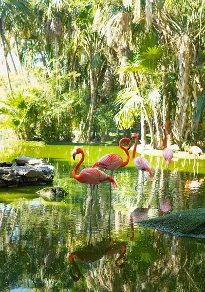 Eine Familie Rosafarbener Flamingos Genießt Einen Natürlichen Teich — Stockfoto