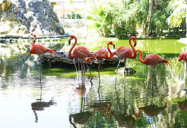 Une Famille Flamants Roses Jouissant Étang Naturel — Photo