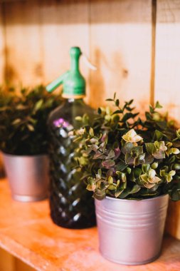 Bir bar rafında üç saksı yapay bitki.