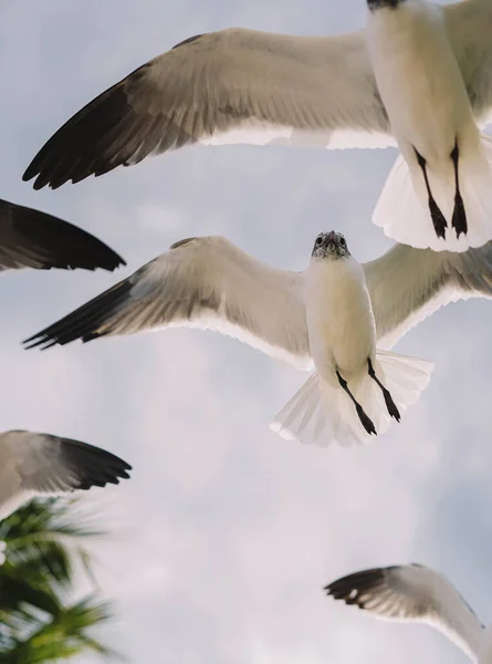 Seagulls Flight Tropical Caribbean Beach — Stock Photo, Image