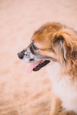 Portrait of a furry old dog on the sand of a beach