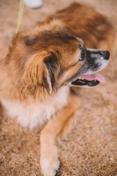 Portrait of a furry old dog on the sand of a beach