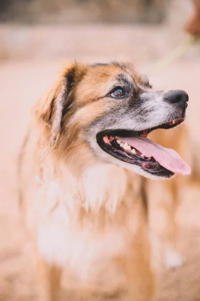 Portrait Furry Old Dog Sand Beach — Fotografia de Stock