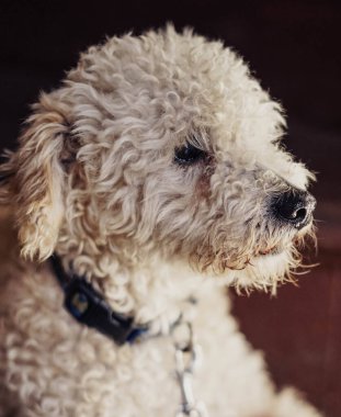 Portrait of a toy poodle breed dog