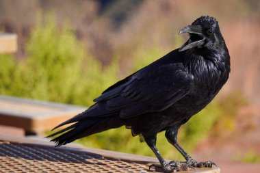 Parlak siyah tüylü büyük Amerikan kargası