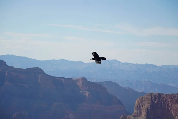 great american crow flying over the grand canyon of colorado