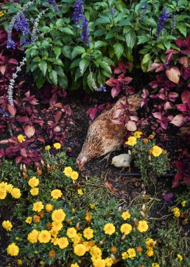 Sıcak bir günde parkta özgür renkli bir horoz.
