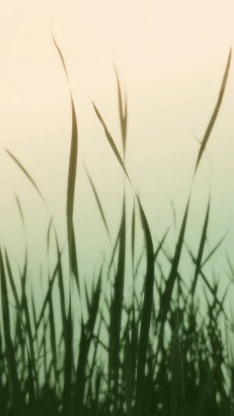 Rüzgarda çimen bıçakları