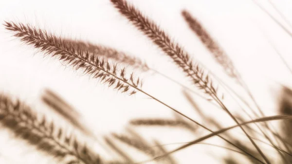 Rüzgardaki çimlerin yumuşak görüntüsü 