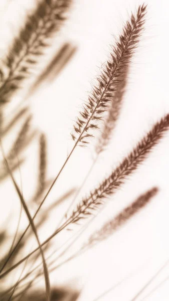 Rüzgardaki çimlerin yumuşak görüntüsü 