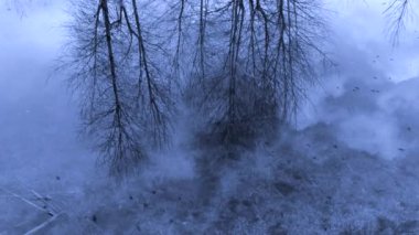 Soğuk kış günü su ağaçların ve kuşların yansımasıdır.