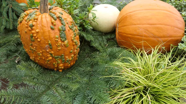 balkabağı ladin dalında