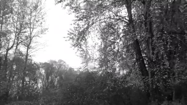 Tempesta Pioggia Alberi Visti Attraverso Una Finestra Piena Gocce Pioggia — Video Stock