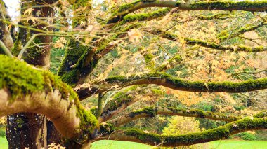  Ağaç dallarında yeşil yosun