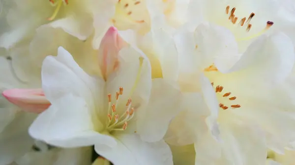 Arka planda güzel pembe çiçekler, çiçek konsepti, yakın plan.