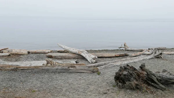 Dead Tree Trunks Roots Rocks — Stockfoto