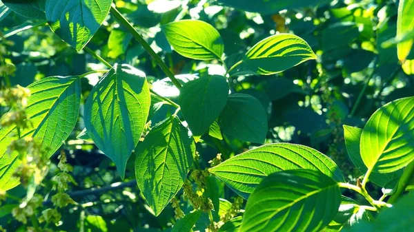 Stock image close up view of green tree leaves in the summer.