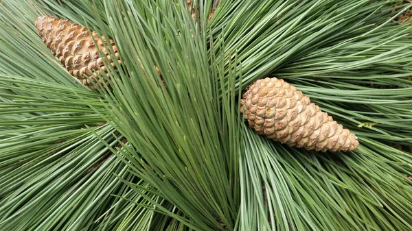 yeşil çam ağacı iğneleri arka plan kavramları