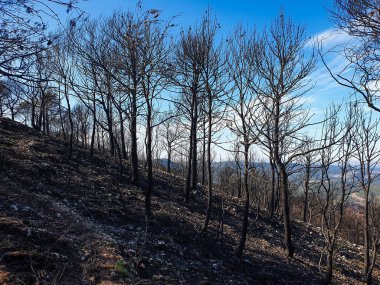 Dağlarda yanan orman, yangından sonra yanan ağaçlar, İspanya