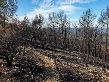 Dağlarda yanan orman, yangından sonra yanan ağaçlar, İspanya