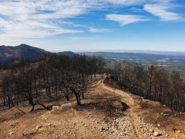 Dağlarda yanan orman, yangından sonra yanan ağaçlar, İspanya
