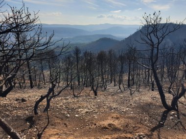 Dağlarda yanan orman, yangından sonra yanan ağaçlar, İspanya