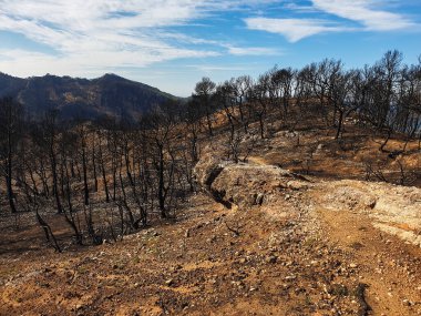 Dağlarda yanan orman, yangından sonra yanan ağaçlar, İspanya