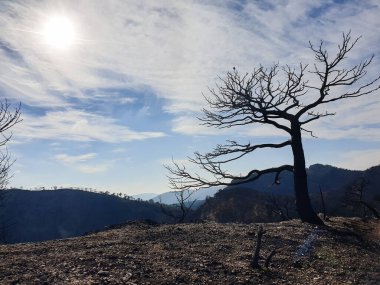 Dağlarda yanan orman, yangından sonra yanan ağaçlar, İspanya