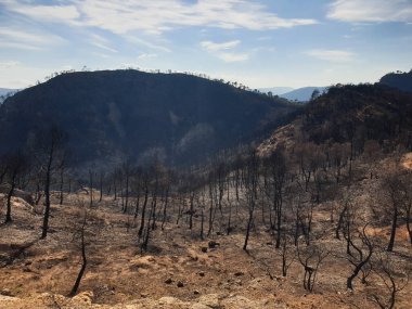 Dağlarda yanan orman, yangından sonra yanan ağaçlar, İspanya