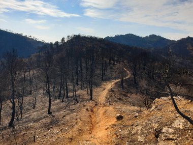 Dağlarda yanan orman, yangından sonra yanan ağaçlar, İspanya
