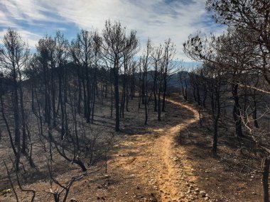 Dağlarda yanan orman, yangından sonra yanan ağaçlar, İspanya