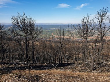 Dağlarda yanan orman, yangından sonra yanan ağaçlar, İspanya