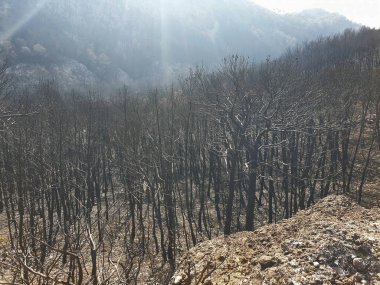 Dağlarda yanan orman, yangından sonra yanan ağaçlar, İspanya