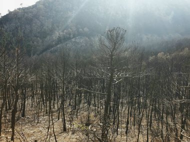 Dağlarda yanan orman, yangından sonra yanan ağaçlar, İspanya