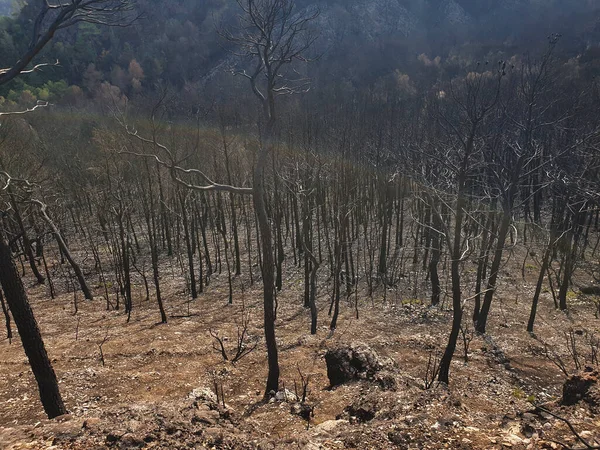 Burned Forest Mountains Burnt Trees Wildfire Spain — Stock Photo, Image